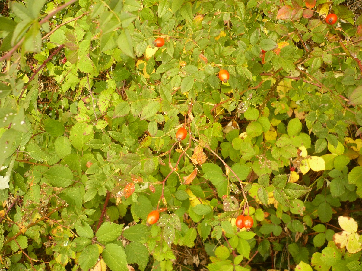 Rosa subcanina (Rosaceae)